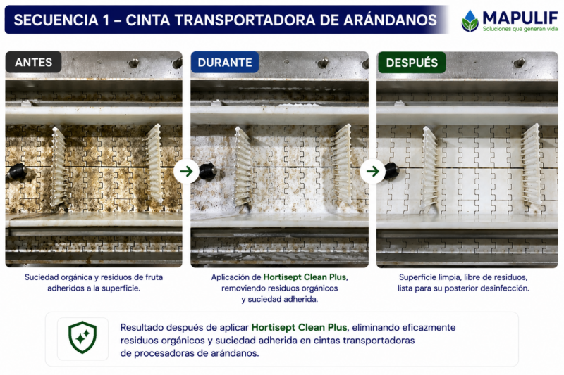 Secuencia de limpieza de una cinta transportadora para procesamiento de arándanos con Hortisept Clean Plus, mostrando el estado antes, durante la aplicación y después de la limpieza.